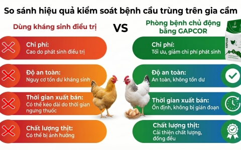 Kiểm soát cầu trùng thời hậu kháng sinh: Tại sao GAPCOR là ưu tiên số 1?
